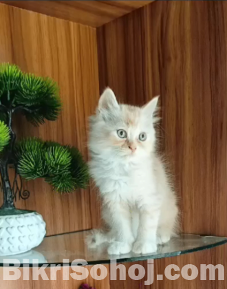 High quality mixed persian